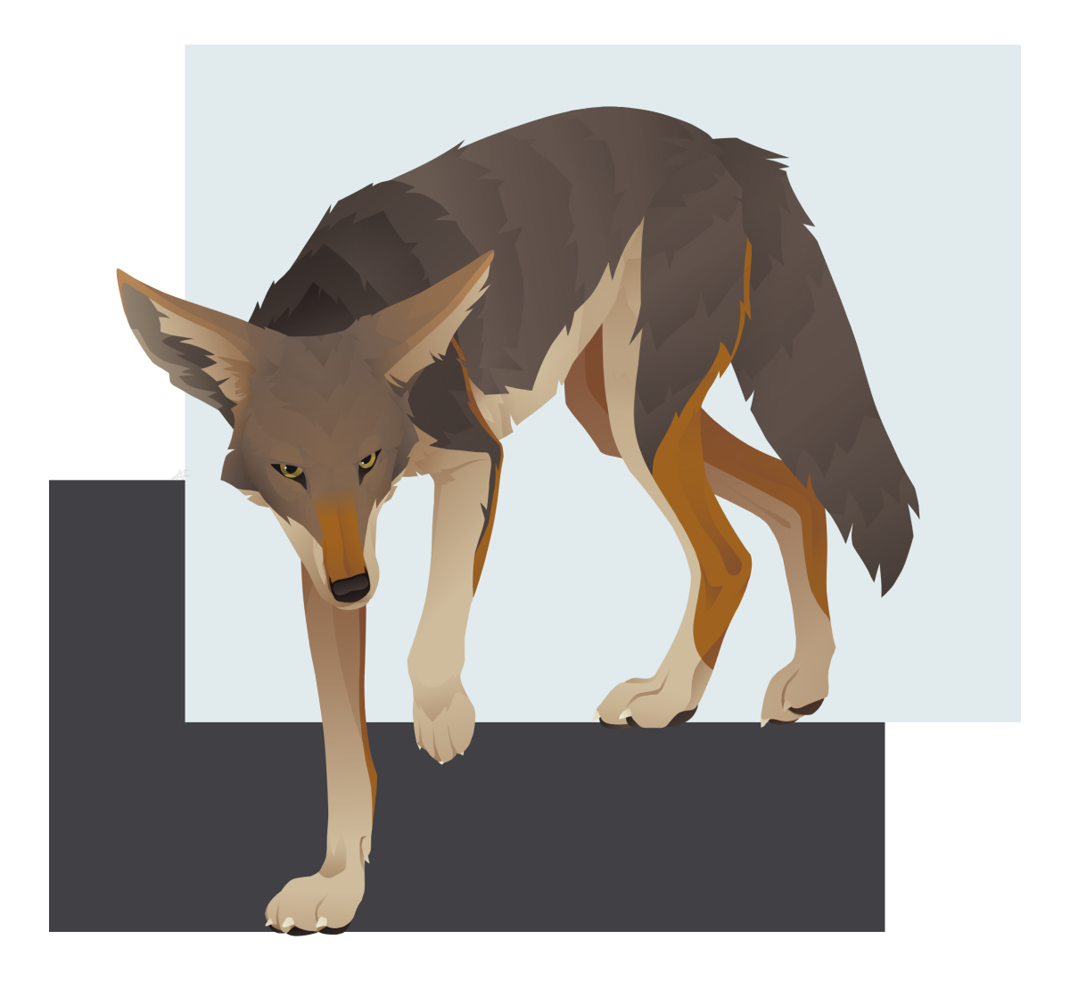 lineless ’yote